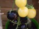 white and blue tomatoes
