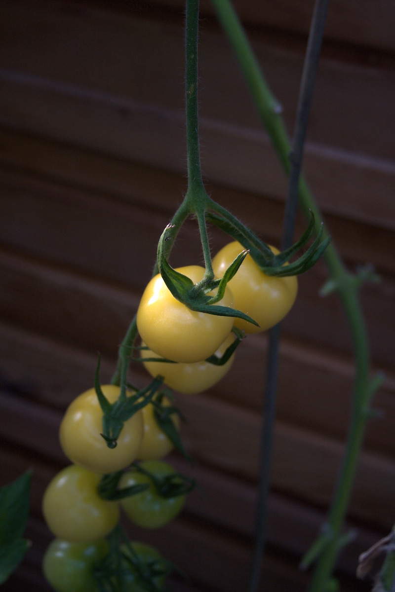 white cherry tomato