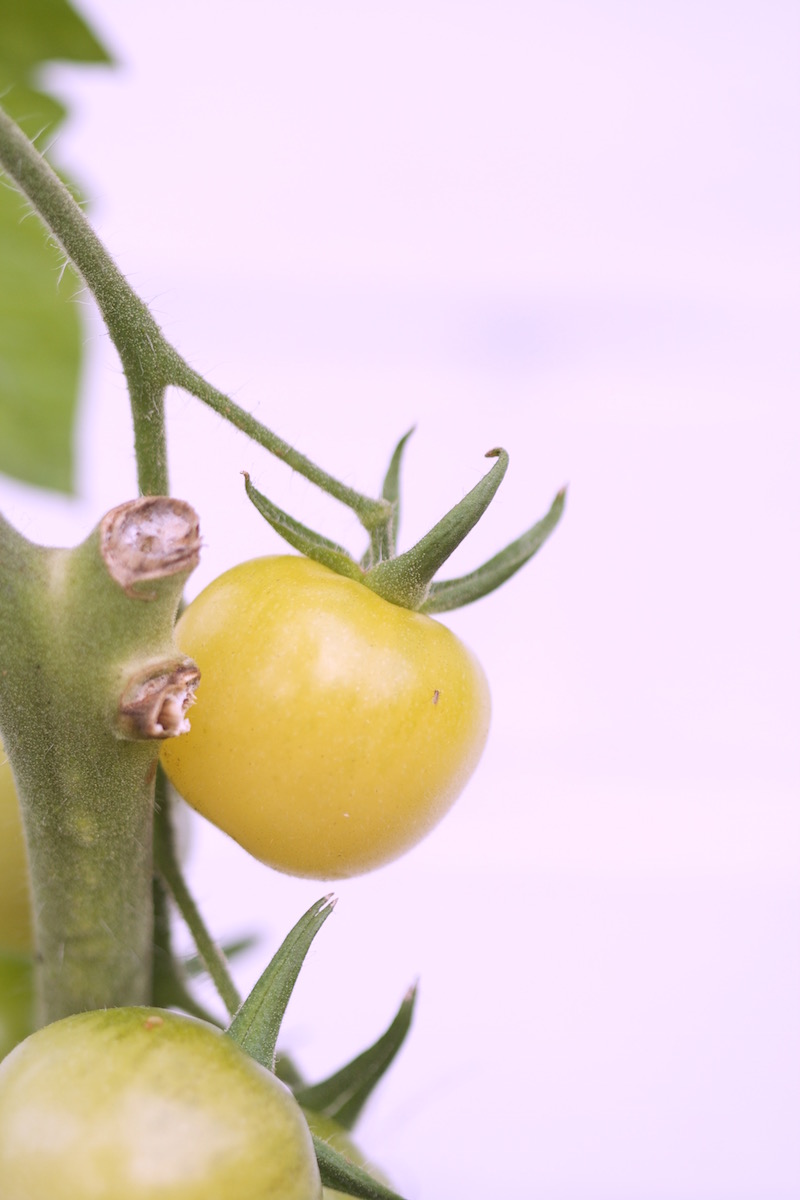 white cherry tomatoes