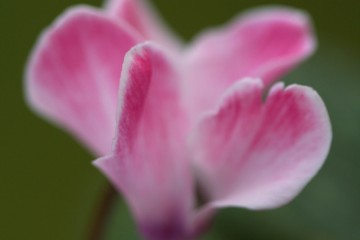 autumn cyclamen