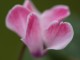 autumn cyclamen