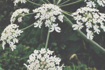 Hogweed, Heracleum sphondylium