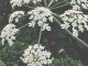 Hogweed, Heracleum sphondylium