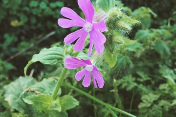 Red campion, Silene dioica