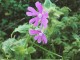 Red campion, Silene dioica