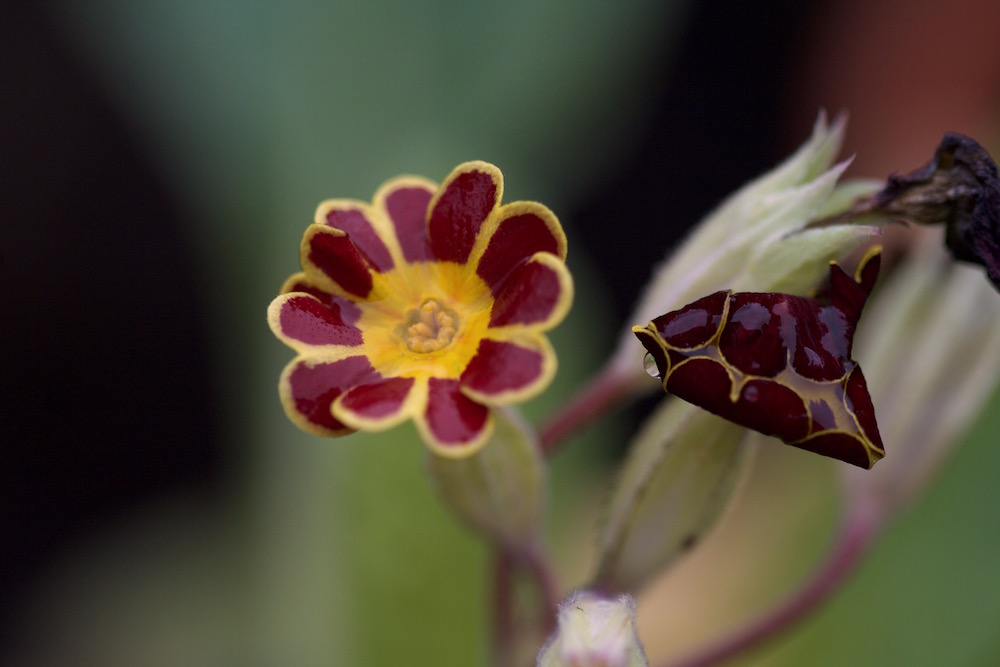 beeches strain gold laced polyanthus