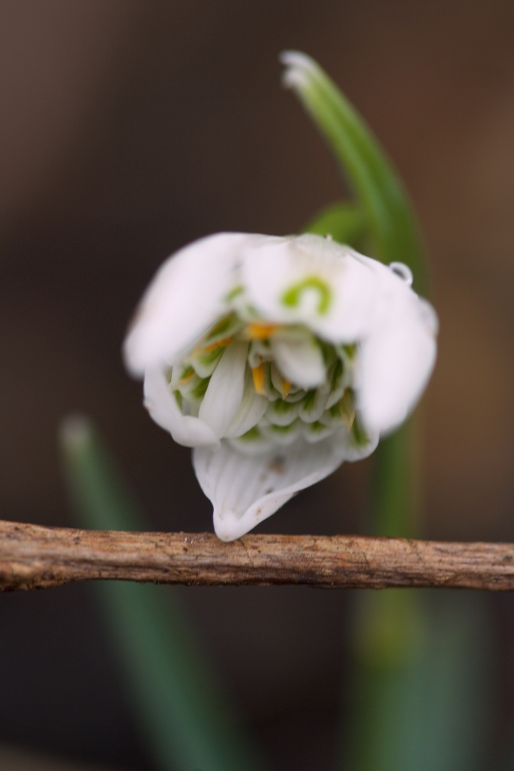 galanthus nivalis flore pleno 2016