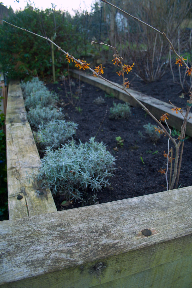 field compost lavender bed
