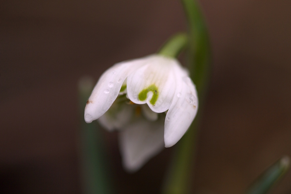 galanthus nivalis flore pleno 2016