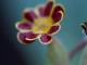 gold laced polyanthus beeches strain