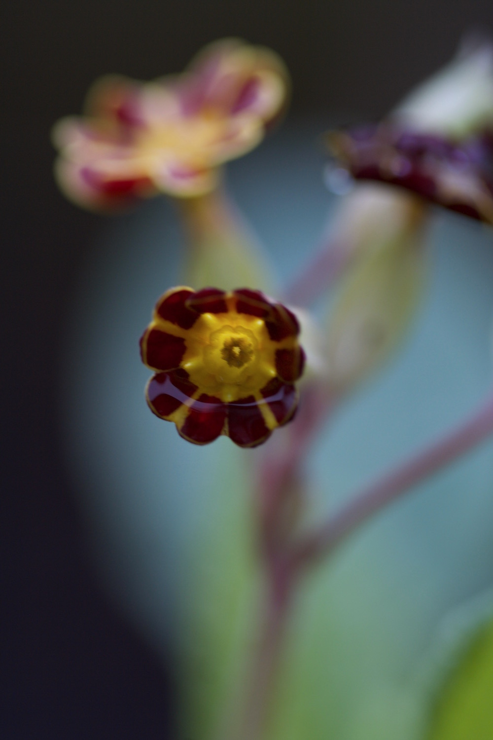 gold-laced polyanthus