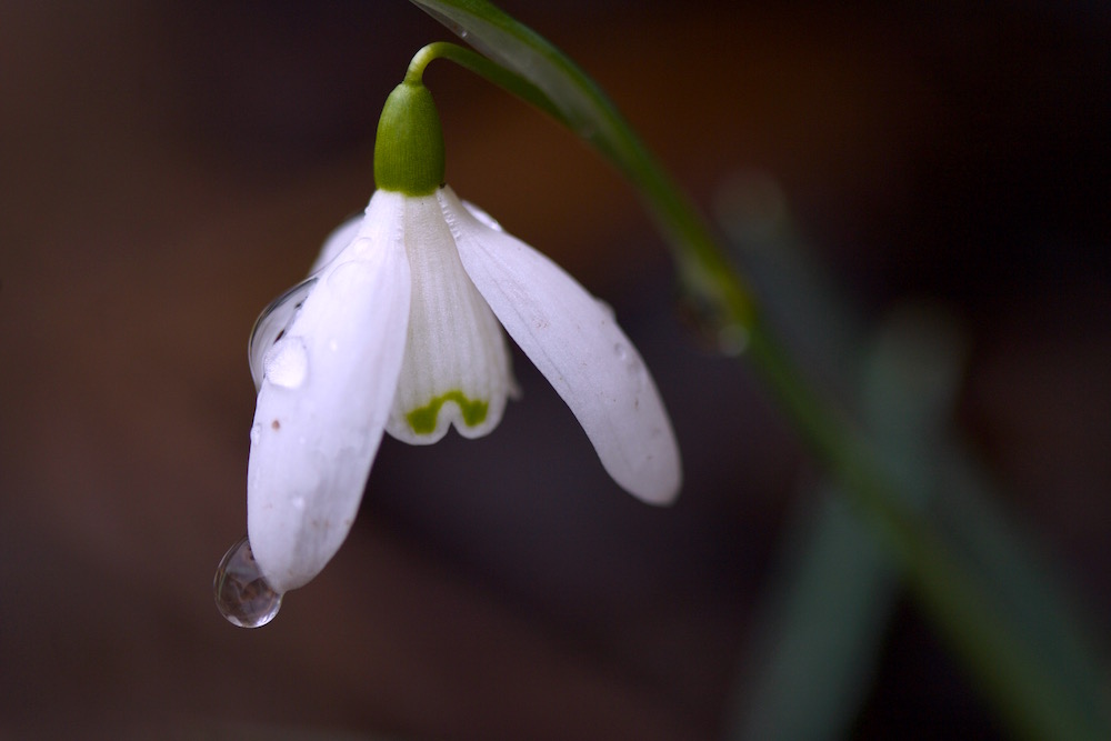 snowdrop 2016