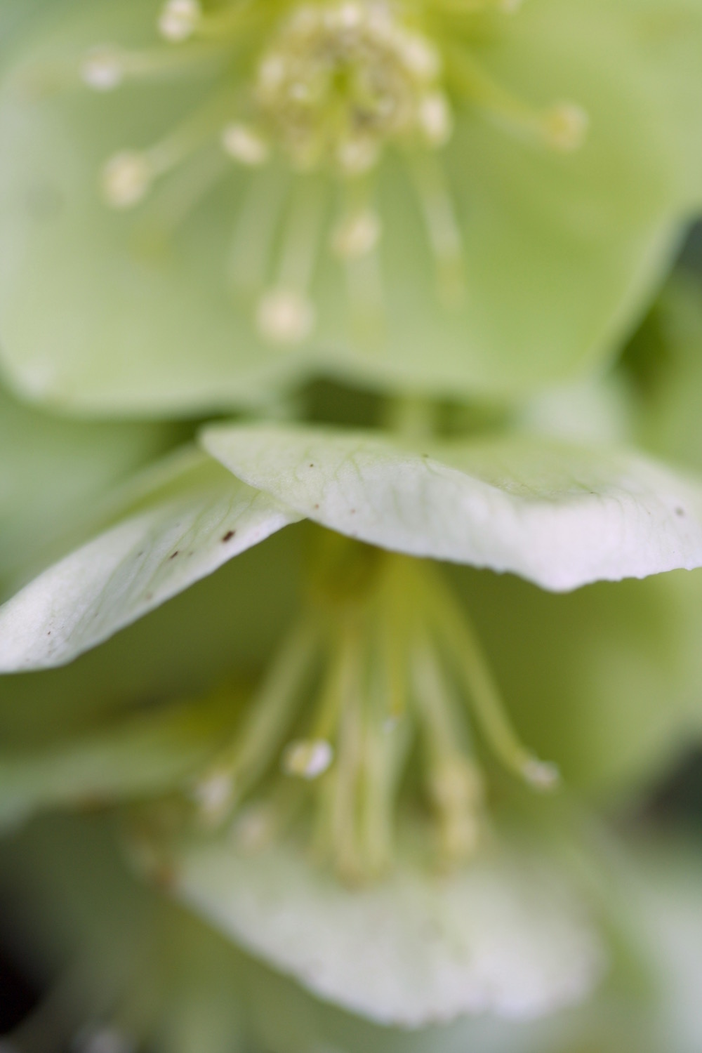 cottage hellebore