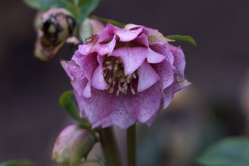 double pink hellebore