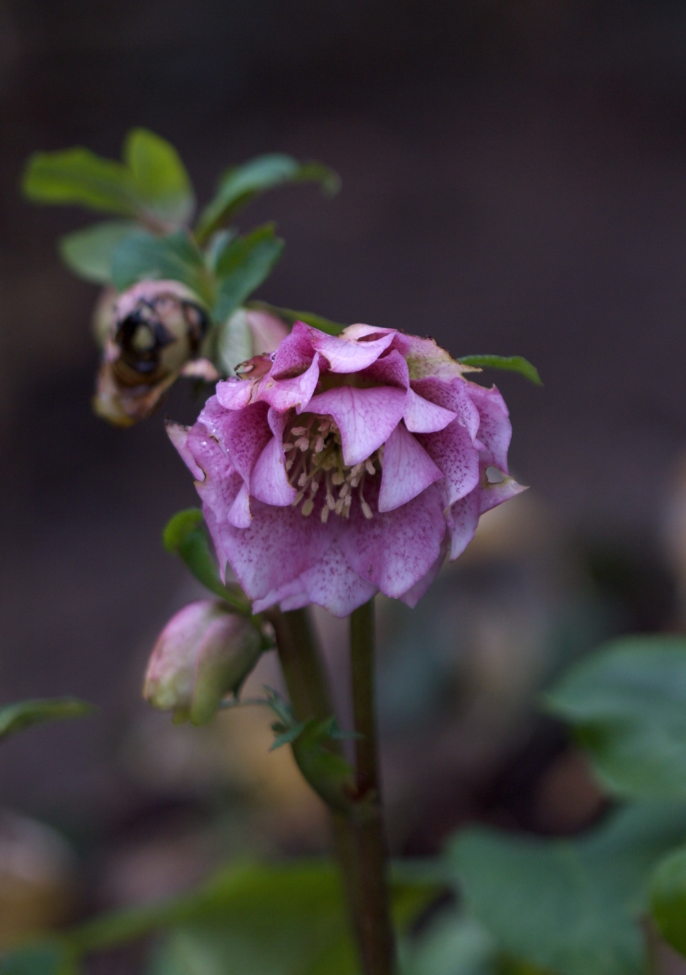 double pink hellebore