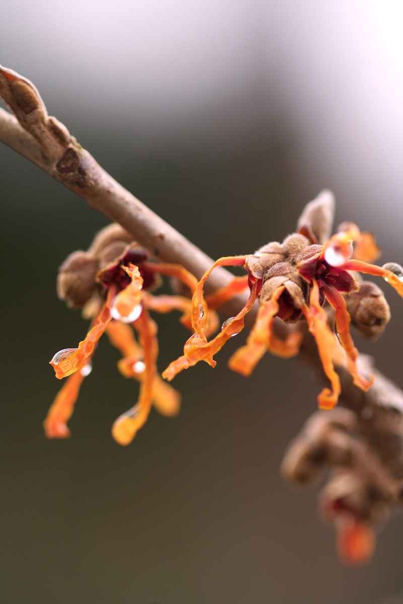 hamamelis jelena 2016
