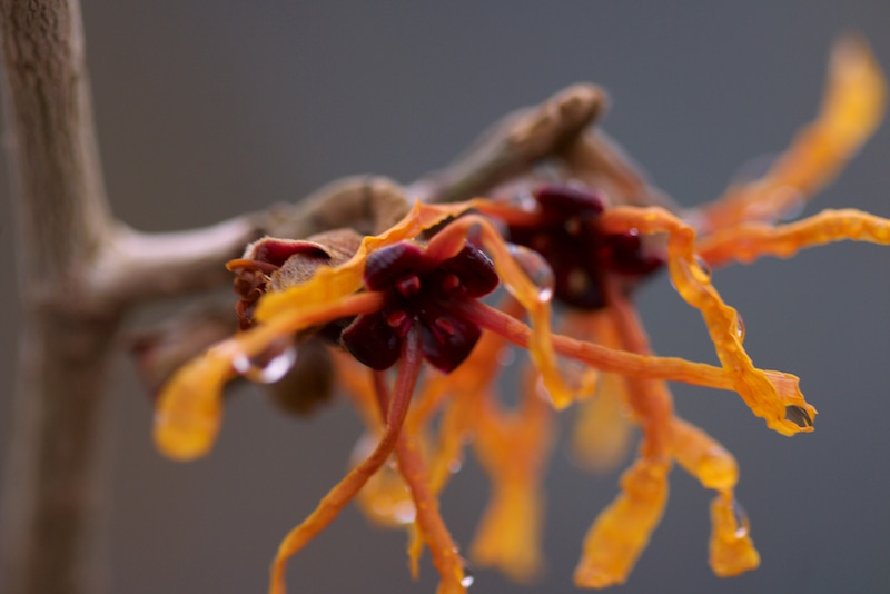 hamamelis mollis jelena 2016