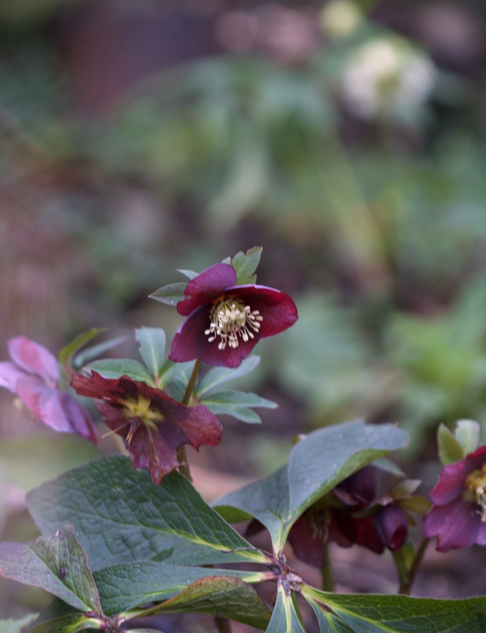 smokey blue with double hellebores