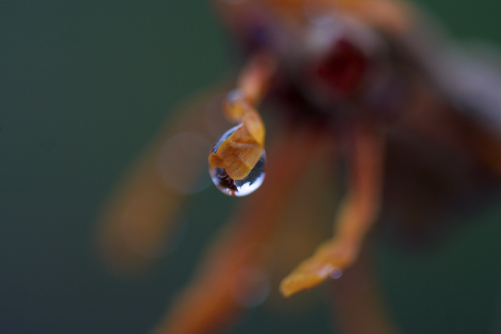 water droplet on witch hazel