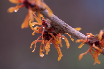 witch hazel jelena 2016