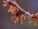 witch hazel jelena 2016