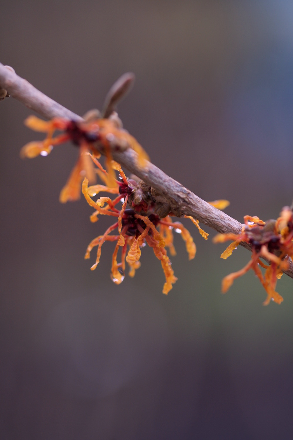 witch hazel jelena 2016