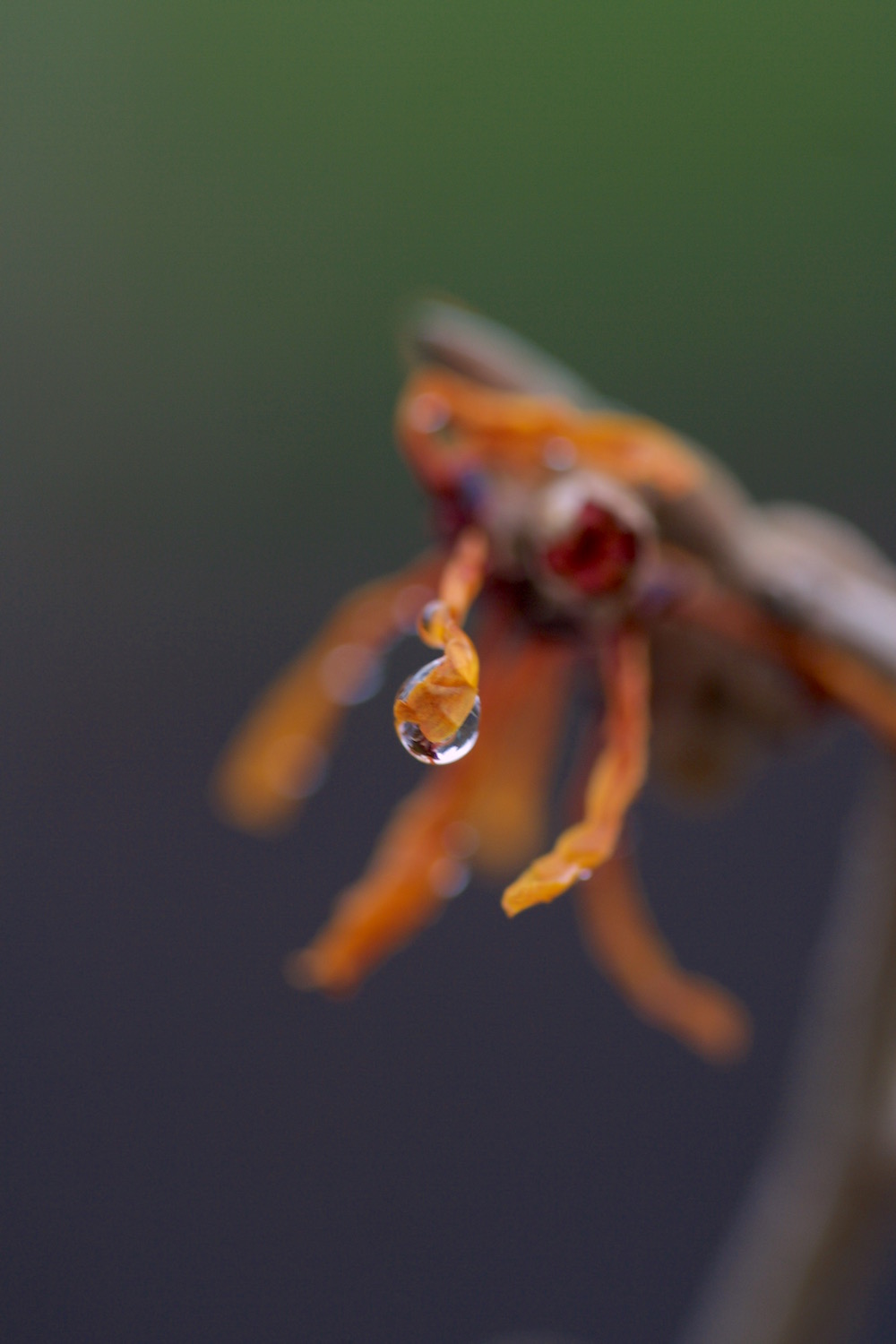 witch hazel petals