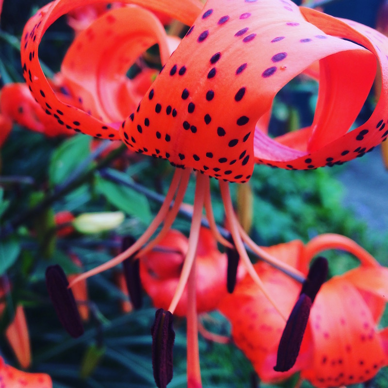 cally gardens