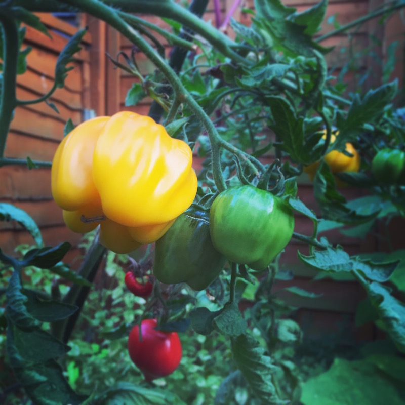 yellow ruffled heritage tomatoes