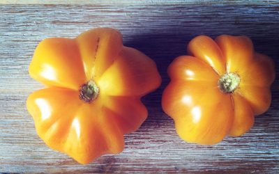 yellow ruffled tomato